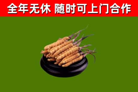 沂源县回收散虫草